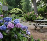 Tips for good sowing